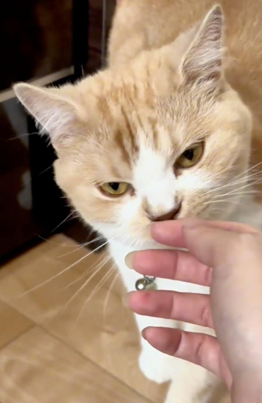 出所：@sorakai0905