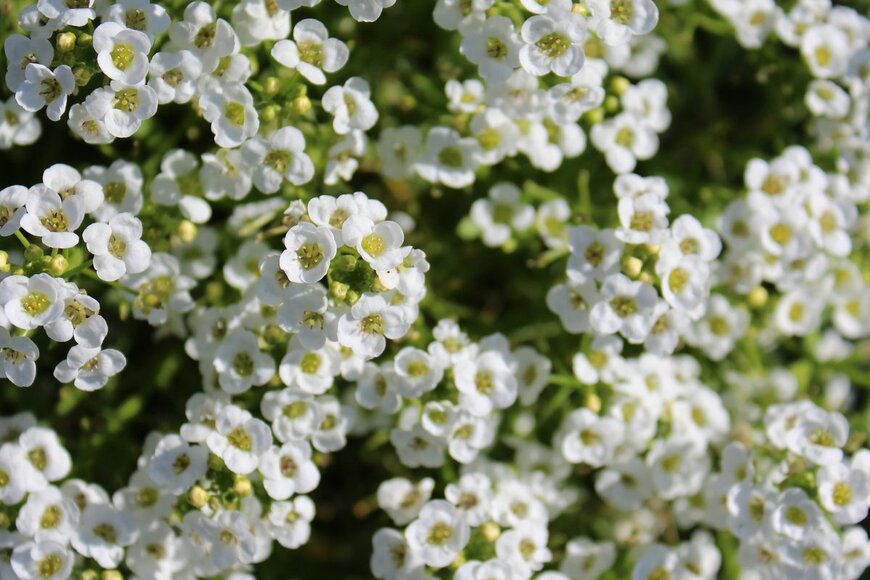 Aprilflower/Shutterstock.com