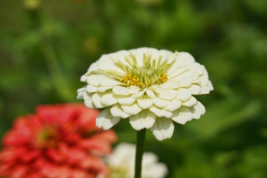 Kathy D. Reasor/shutterstock.com