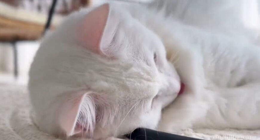 出所：@meltube_cat