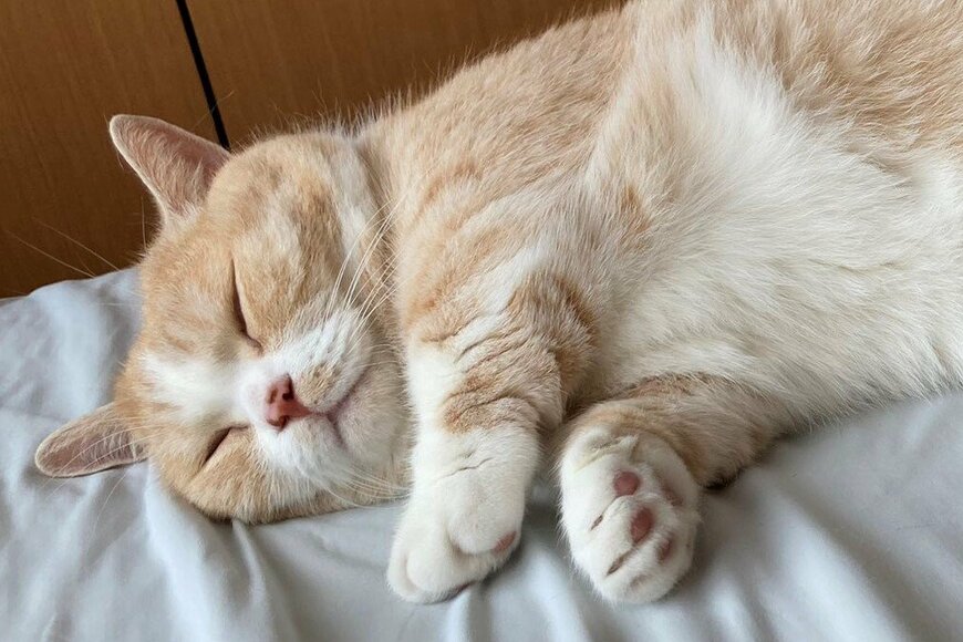 Twitterで話題の眠る猫