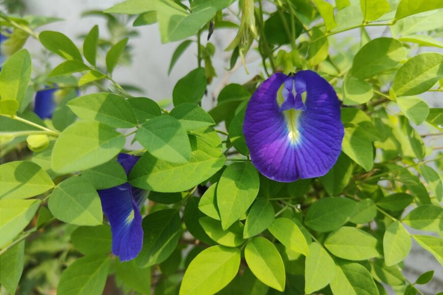 Ahnf Mnm/shutterstock.com