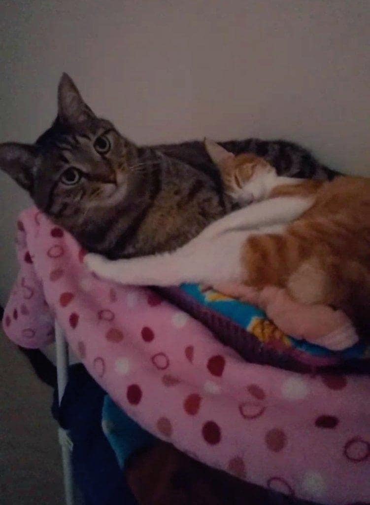 出所：@mero627puri914