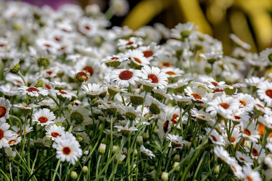 Wut_Moppie/shutterstock.com