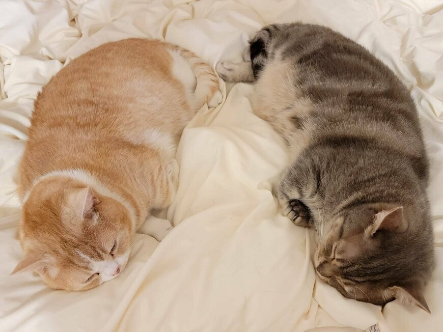 出所：@nekotansoku