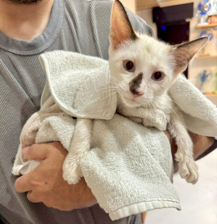 出所：@omochi_nam01