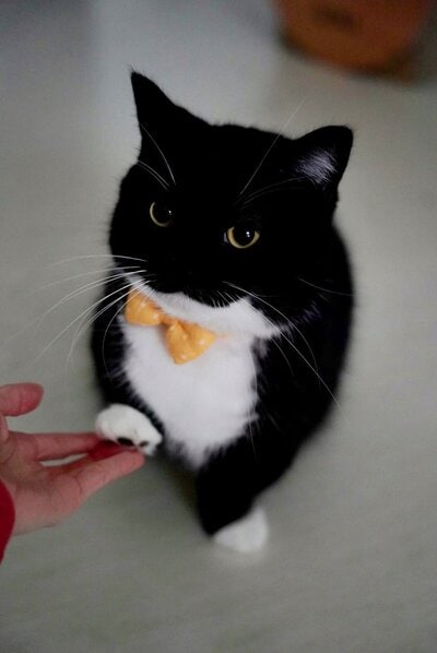 【何があった？！】「←普段の大人しい猫ちゃん　危険モードに入ったときの荒ぶる猫ちゃん→」全く違う姿に思わず二度見！