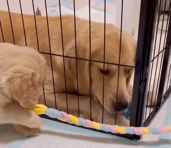 出所：@pu_channeldesu