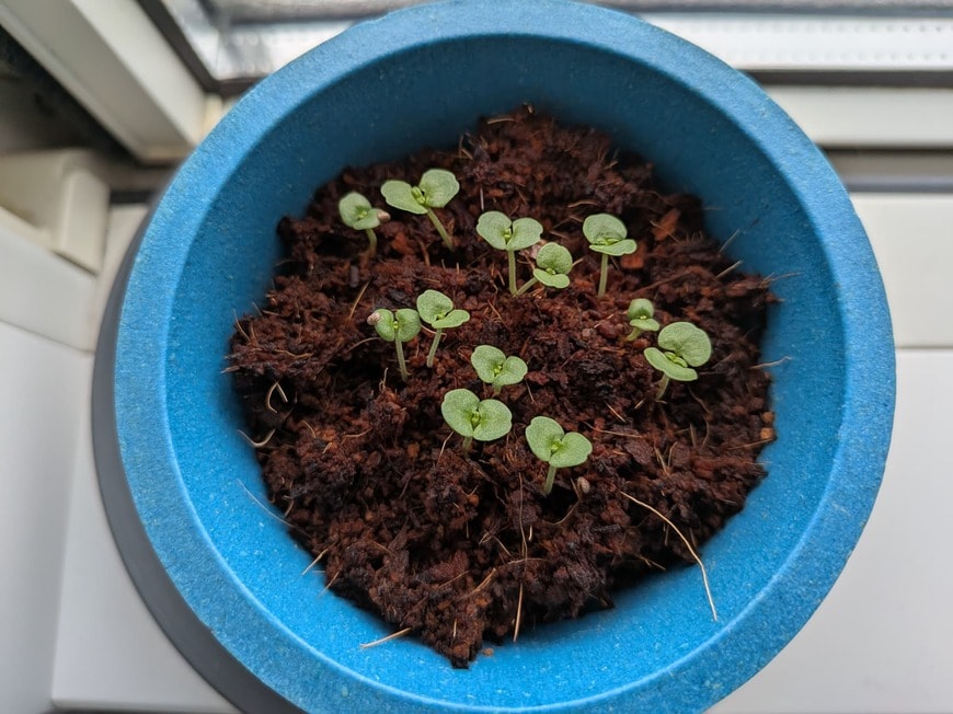 ついに芽が！！