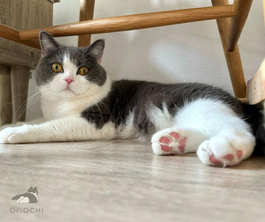 出所：@omochiomoching