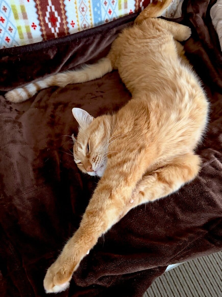 出所：@Adonis_Beginner