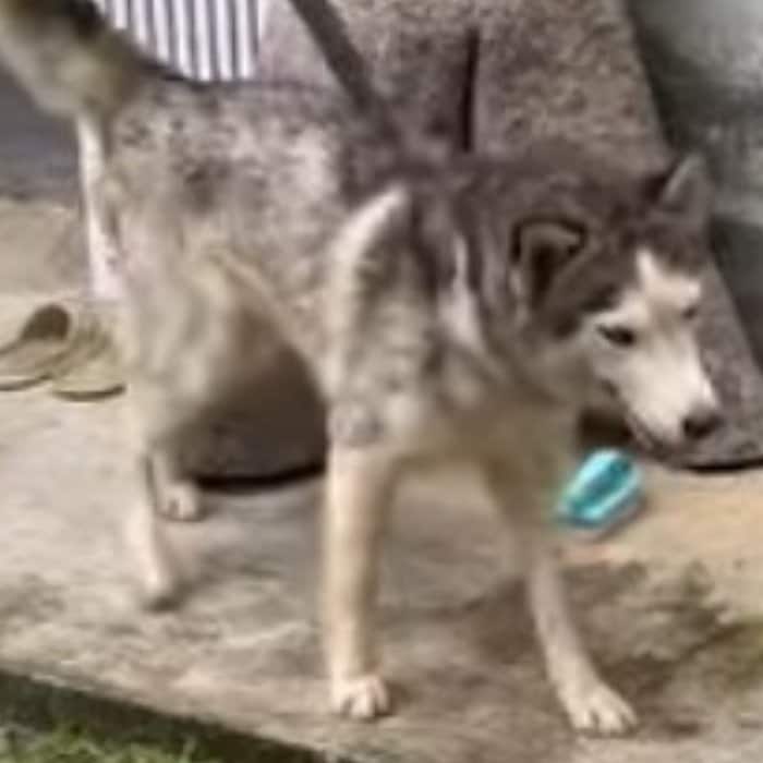 リゾート地に迷い込んだ犬が保護されるも突然の出血。緊急治療で回復していく姿に心打たれる