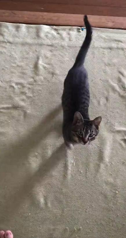 出所：@00shitemita