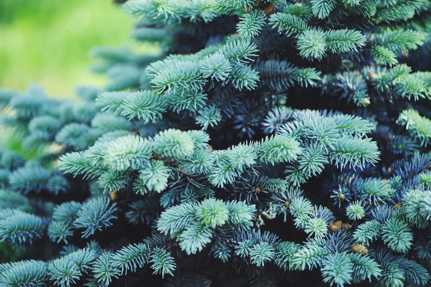 Maria Evseyeva/shutterstock.com