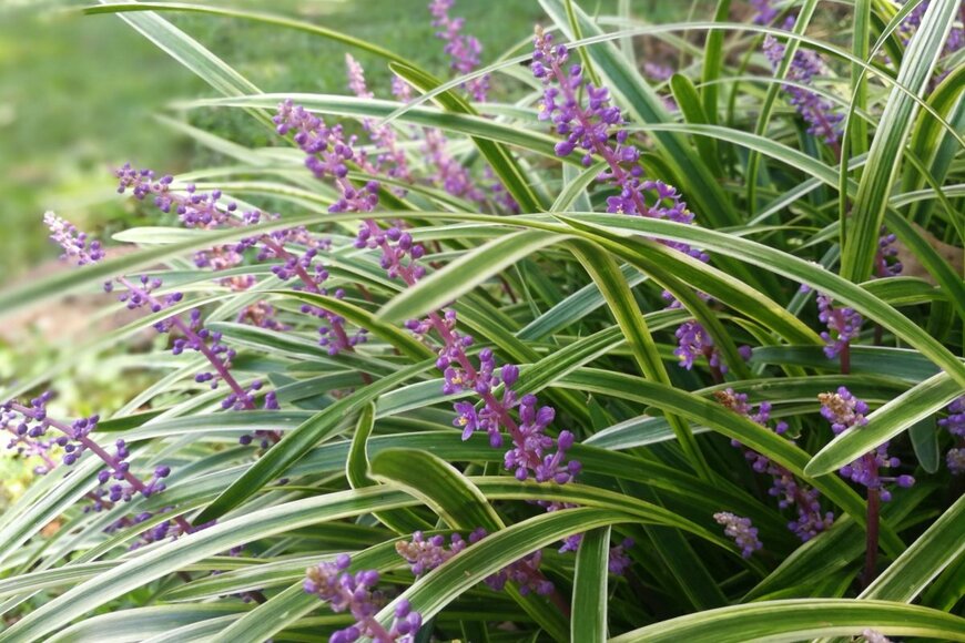 Carolina's blue/shutterstock.com