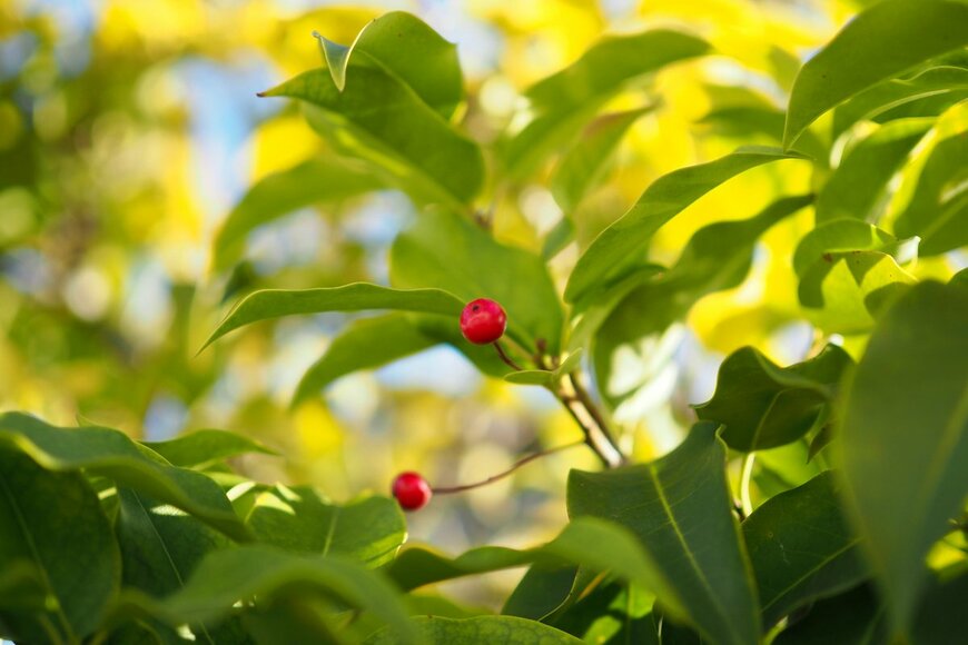 Kazu Inoue/Shutterstock.com