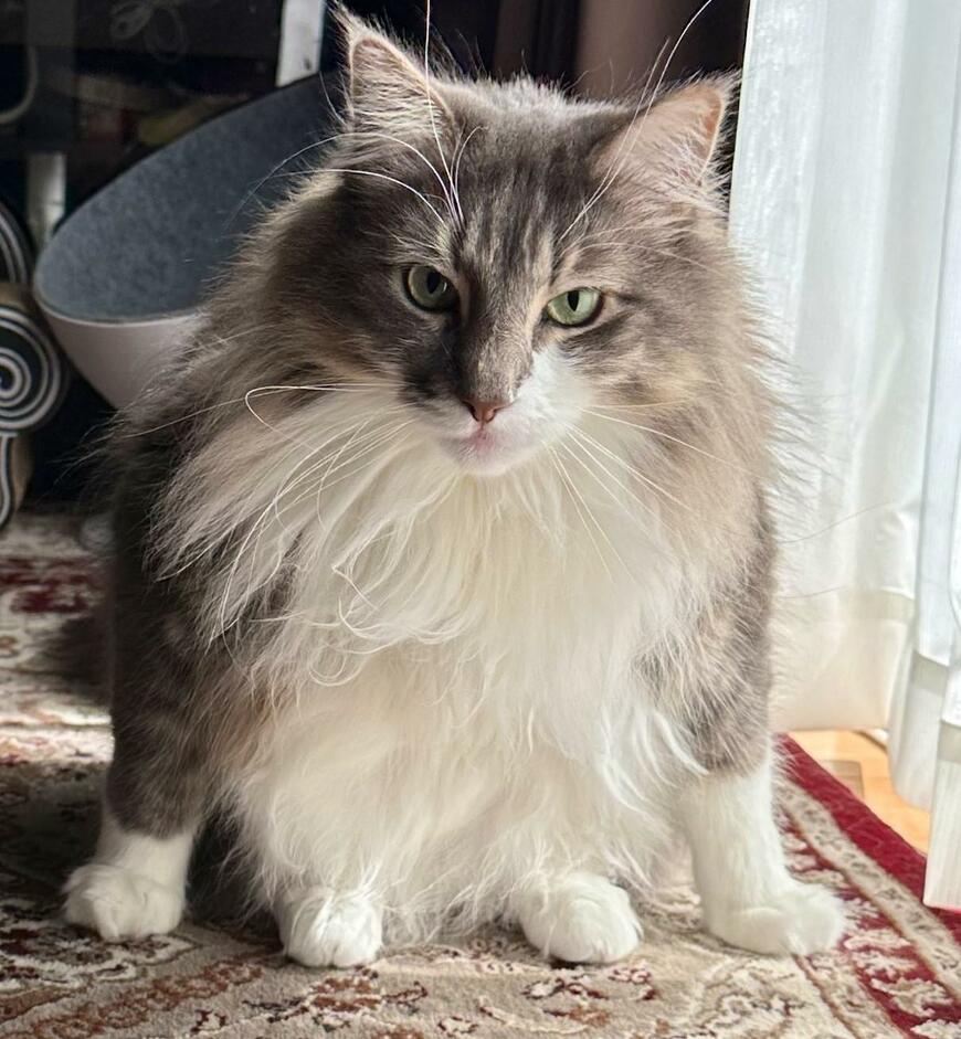 出所：@NEKOLAND13