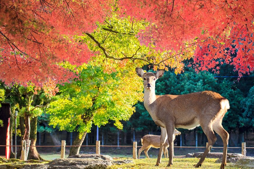 奈良県の魅力的な観光スポット4選！朝ドラ「生駒山上遊園地」だけじゃない