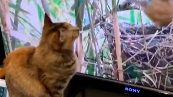 出所：@Adonis_Beginner