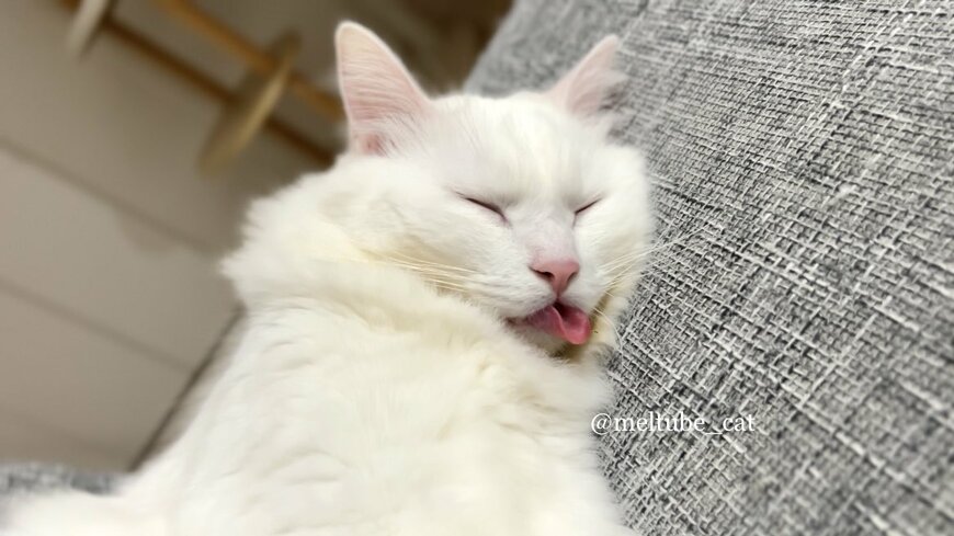 出所：@meltube_cat