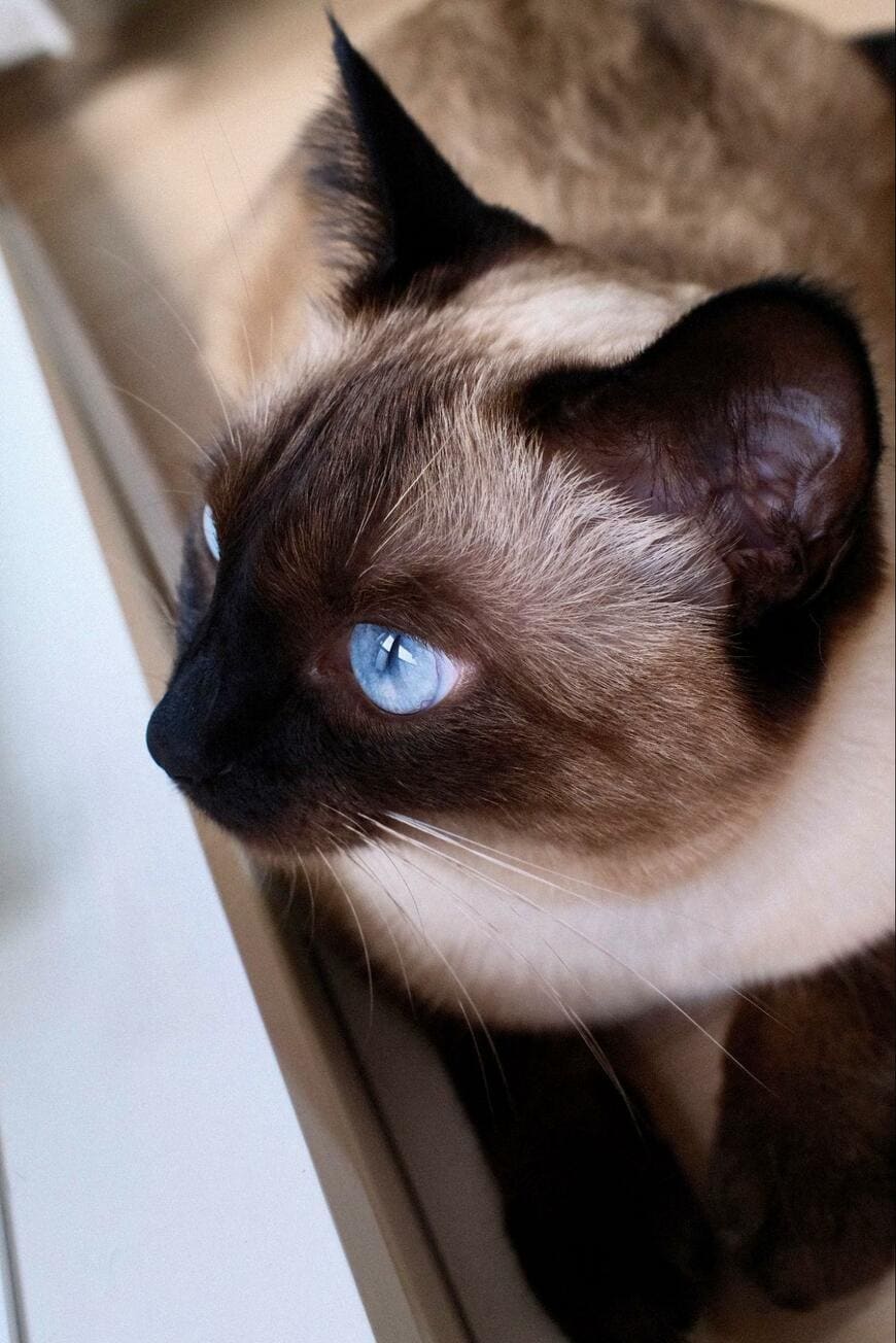 出所：@suzu_onikuha