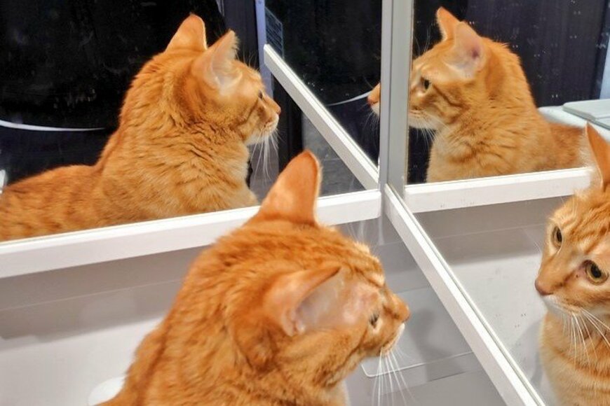 「おぬしは誰だ」鏡越しの自分と対面した保護猫に注目集まる