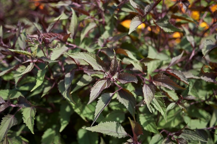 ブロンズ色の葉を広げている、ユーパトリウム・チョコレート