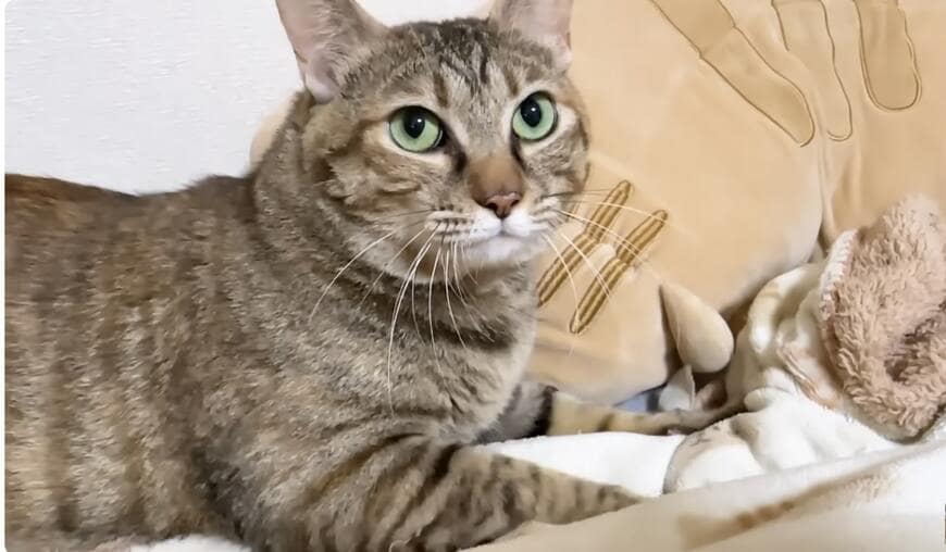 近づいた時の猫ちゃんの顔