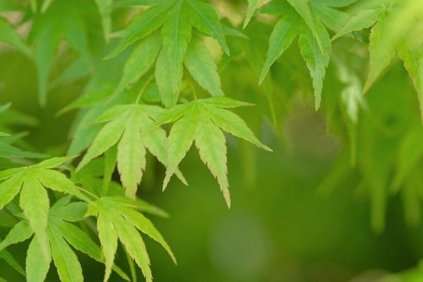 黄緑色の葉を広げているイロハモミジ