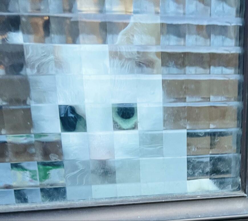 解像度が低い猫