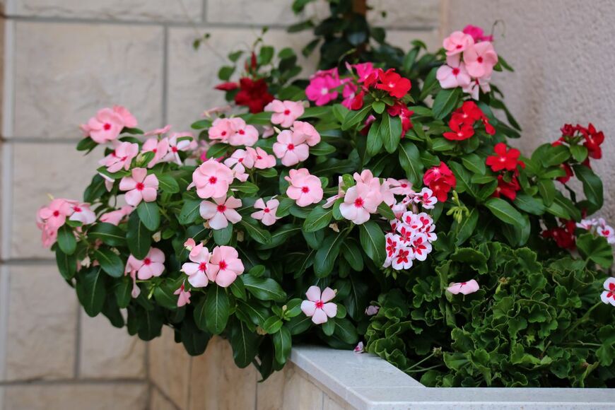 ピンクや赤のニチニチソウが咲く花壇