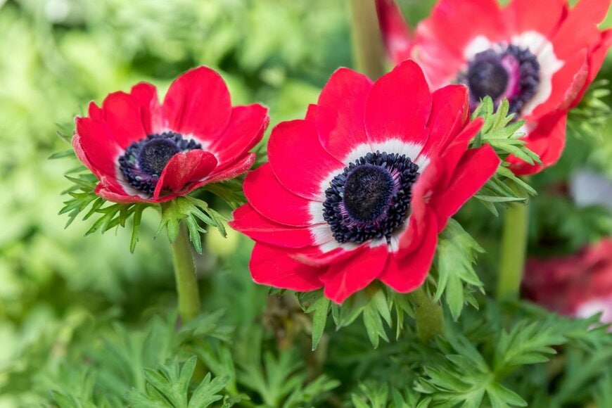 赤い花を咲かせている、アネモネ