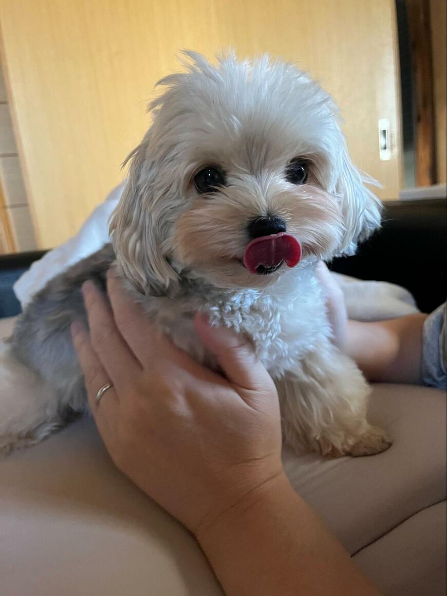 抱っこされている犬