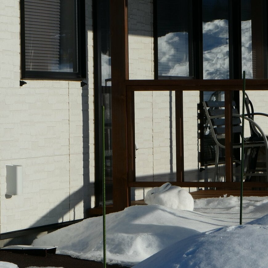 雪の中で眠るエゾユキウサギ