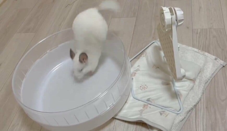 チンチラと回し車