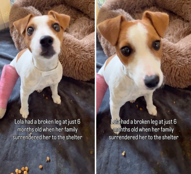 出所:<u><a href="https://www.instagram.com/p/DZ5eNynBOvr/" target="_blank">@lets.rescue.dogs</a></u>