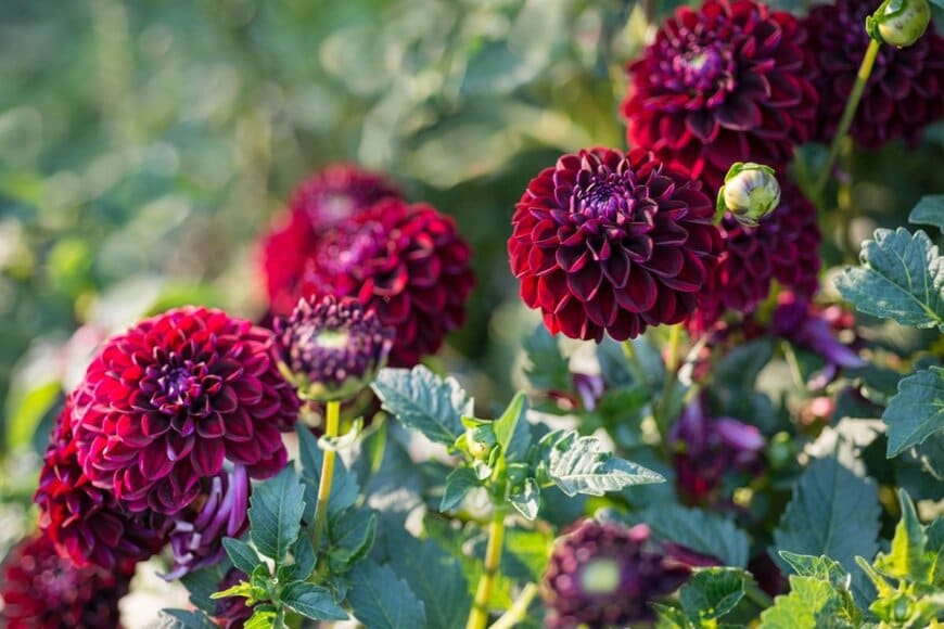 濃赤色の花を咲かせているダリア