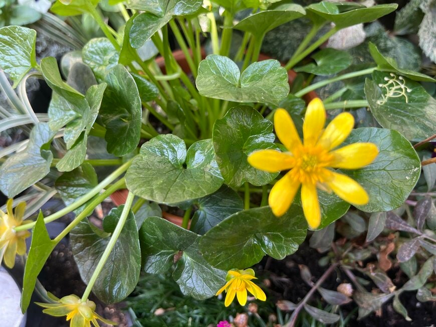 リュウキンカ（多年草）