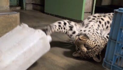 愛媛県立とべ動物園