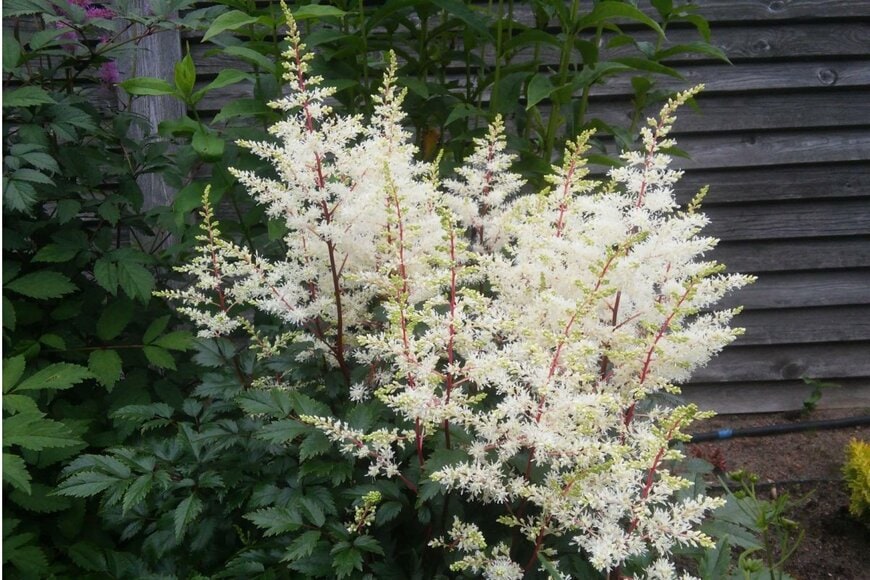 ふわふわの白い花を咲かせているアスチルベ