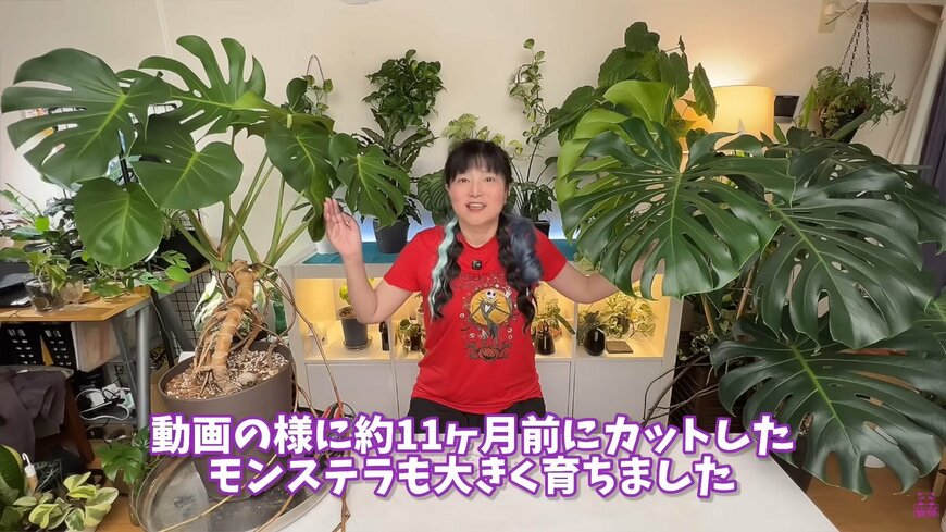 モンステラの仕立て直し、ビフォーアフター