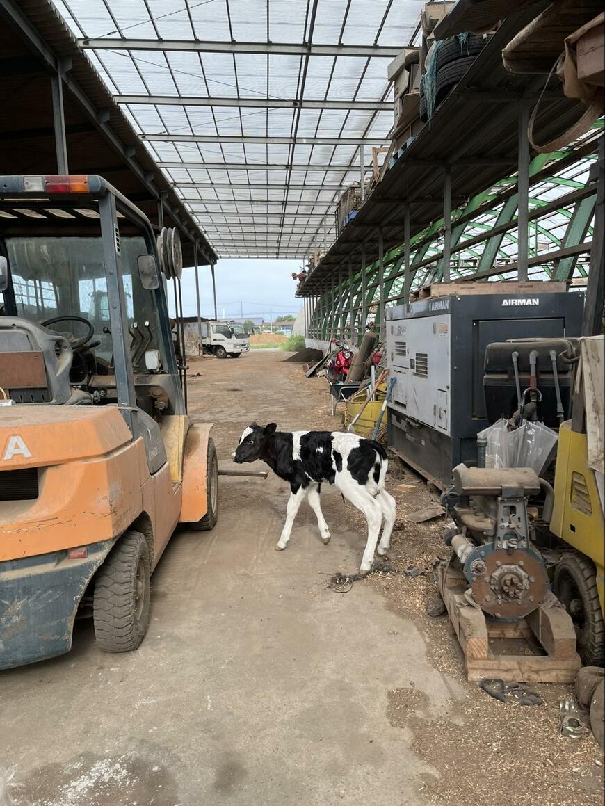 生まれて間もない子牛