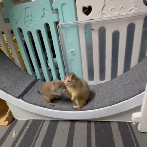 プレーリードッグの競争