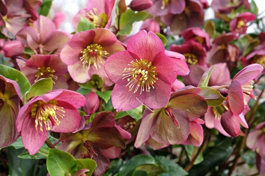 淡いワインレッドの花を咲かせている、クリスマスローズ