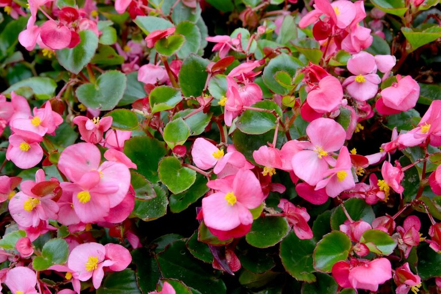 ピンクの花を咲かせている、ベゴニア