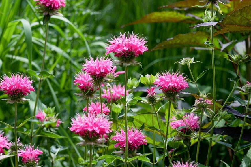 ピンクのモナルダの花が咲いている