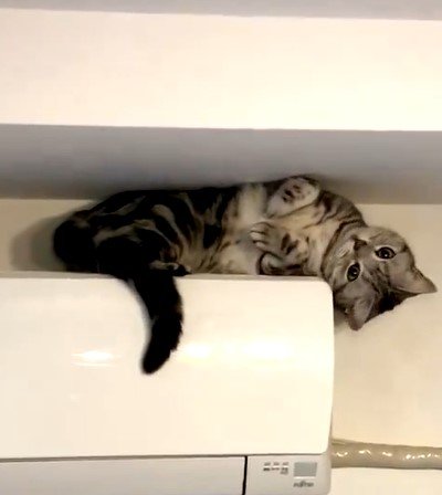 エアコンの上の猫