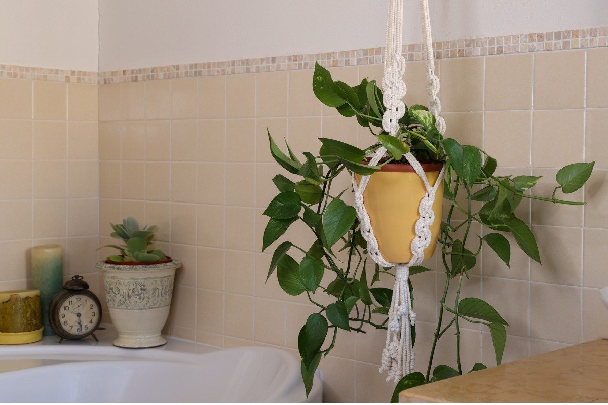 観葉植物 浴室に飾れる品種オススメ8選 夏のバスタイムがナチュラルで爽やかに 記事詳細 Infoseekニュース