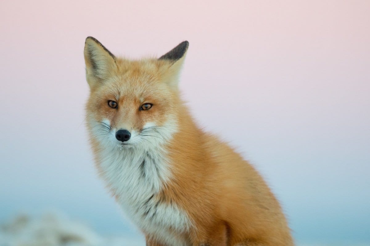 北きつね牧場で出迎えたキタキツネの瞬間