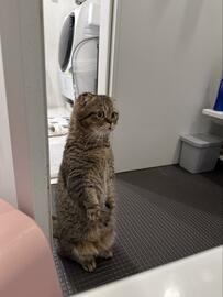 【直立猫ちゃん】まるでミーアキャット！飼い主さんのお風呂を見守るけなげな姿がかわいい